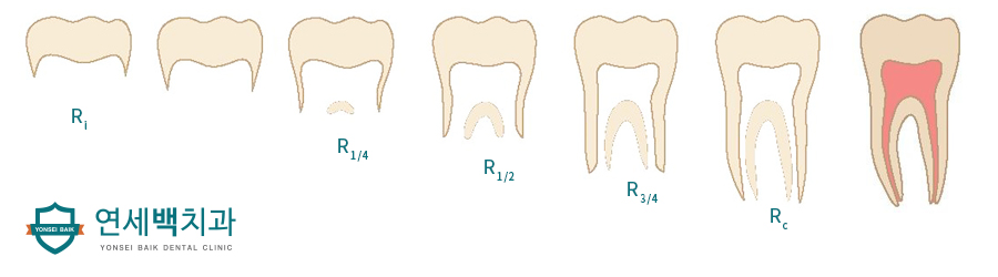 tooth-development.jpg